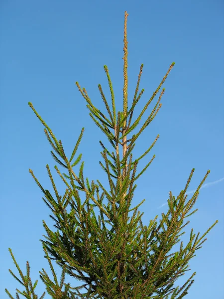 Árbol de abeto para Navidad sobre cielo azul —  Fotos de Stock