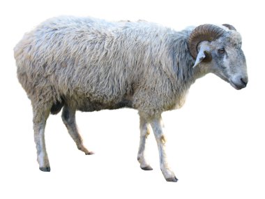 Sheep isolated over white clipart