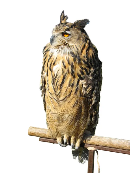 Wild Owl Sitting Wooden Support Isolated White Background — Stock Photo, Image