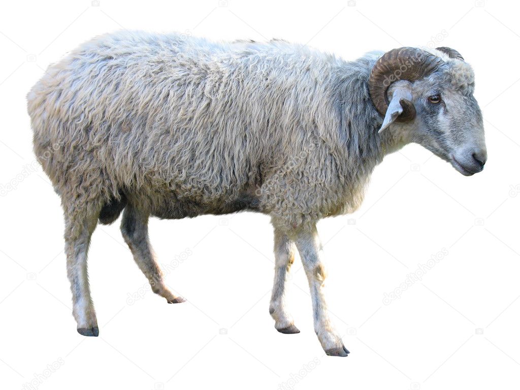 Sheep isolated over white