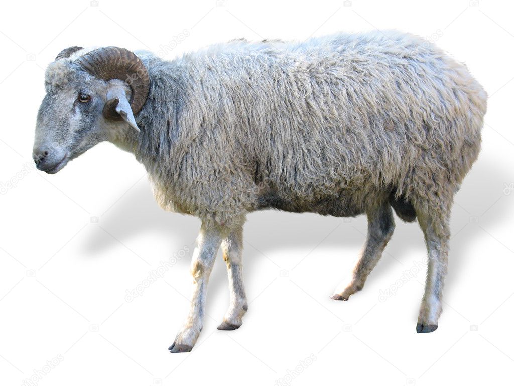 Sheep in front of a white background