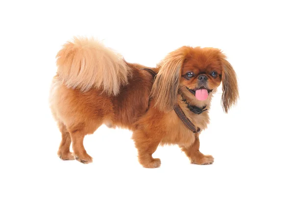 Pekinees hond — Stockfoto