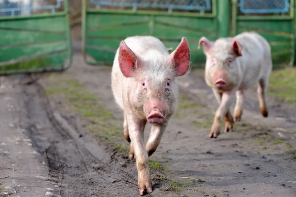 돼지를 실행 — 스톡 사진