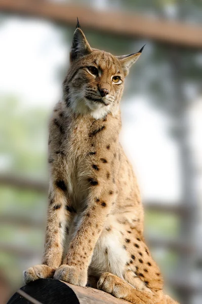 Lynx — Stock Photo, Image
