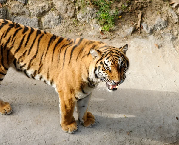 Tigre com presas desnudadas — Fotografia de Stock