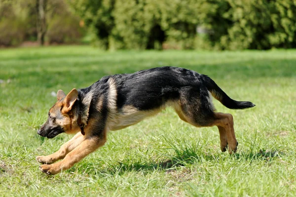 Jumping dog — Stock Photo, Image
