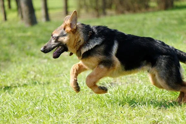 Springen hond — Stockfoto