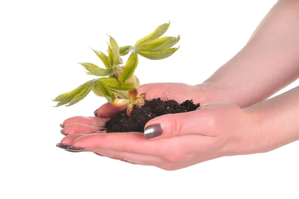 Hand mit Pflanze — Stockfoto