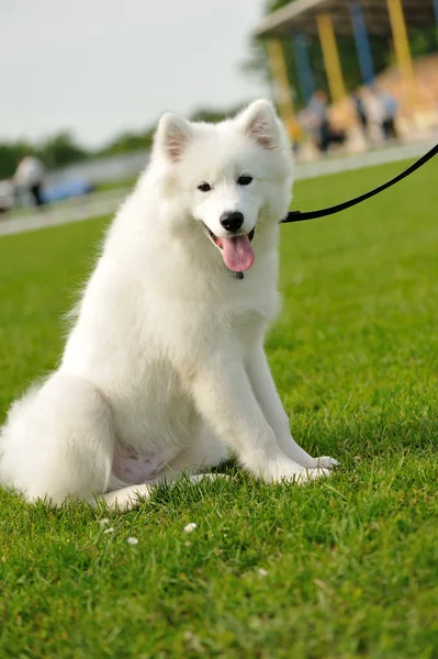 Laika cão — Fotografia de Stock