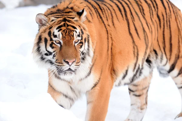 Tigre en la nieve — Foto de Stock