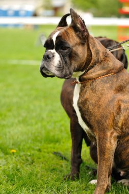 Çimlerin üzerindeki köpek