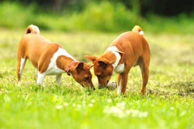 Çimlerin üzerindeki köpek