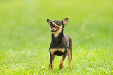 Çimlerin üzerindeki köpek