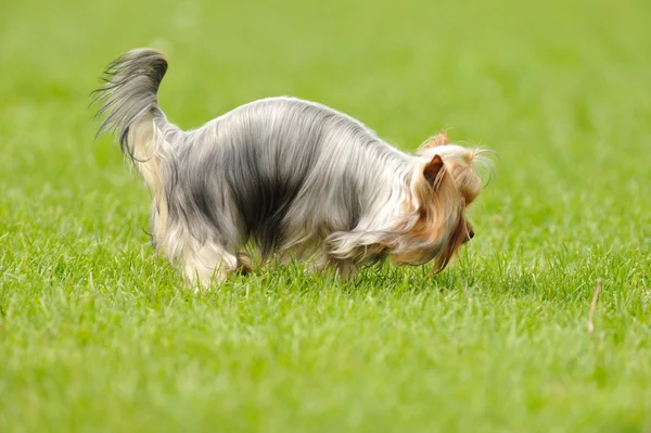 Hund på gräset — Stockfoto