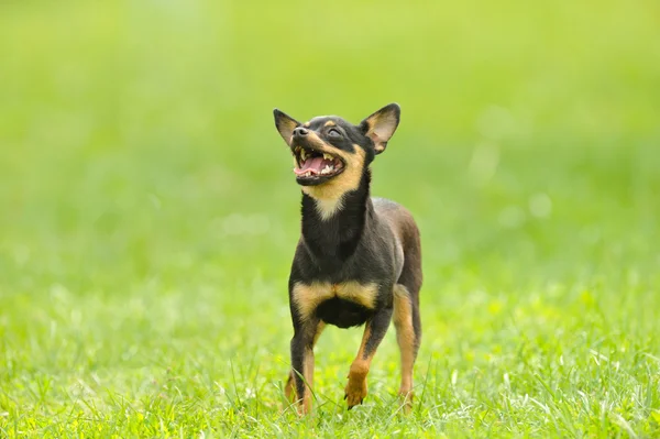 Hond op het gras — Stockfoto