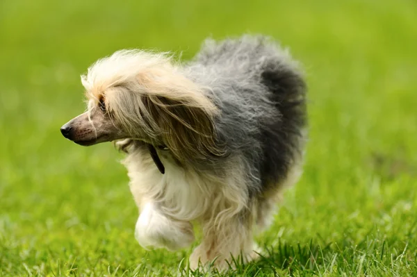 Perro en la hierba — Foto de Stock