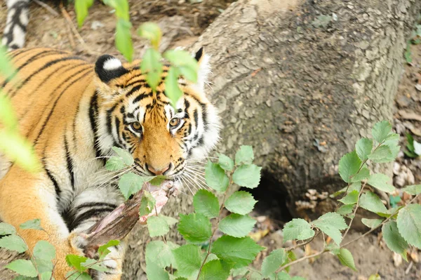 Tigre guardando nella fotocamera — Foto Stock