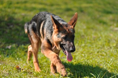 Çimlerin üzerindeki köpek