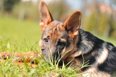 Çimlerin üzerindeki köpek