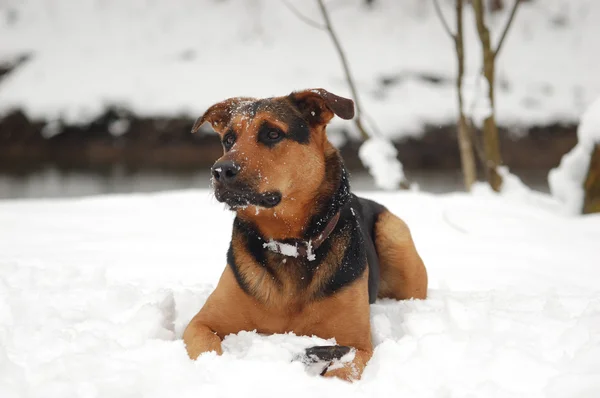 Hund auf dem Schnee — Stockfoto