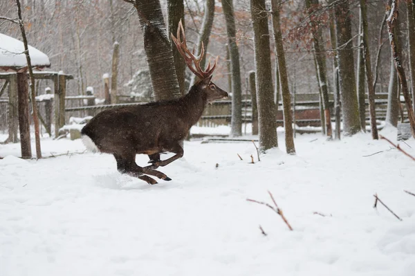 Running deer — Stock Photo, Image