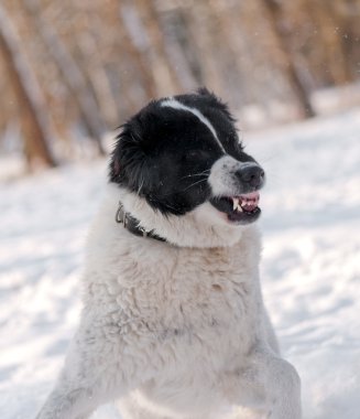 kızgın köpek dişleri bared ile