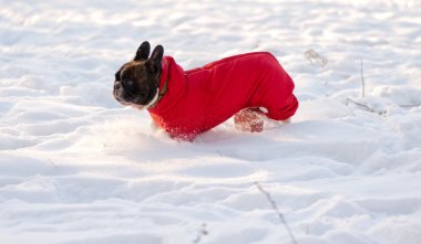 Kardaki Köpek