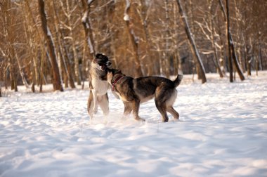 Köpekler iskambil