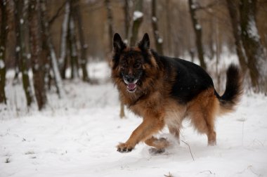 çalışan köpek