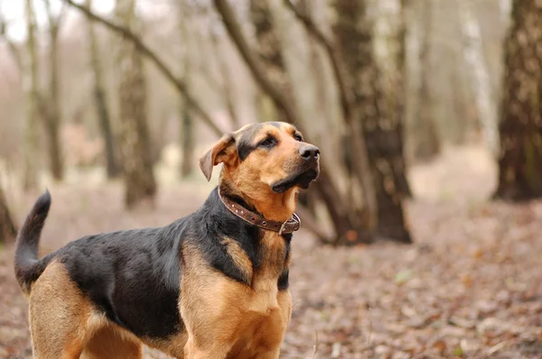 stock image Dog looking into the distance