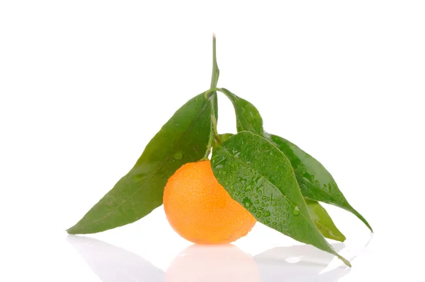 Mandarine aux feuilles vertes — Photo