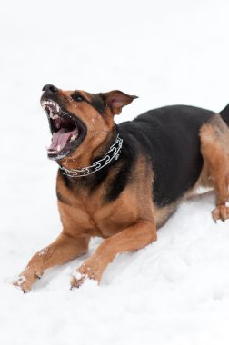 kızgın köpek dişleri bared ile