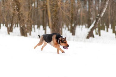 köpek sıçramak