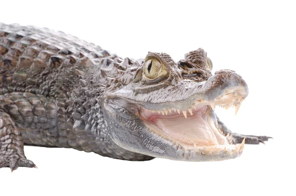 Alligatore isolato su un bianco — Foto Stock
