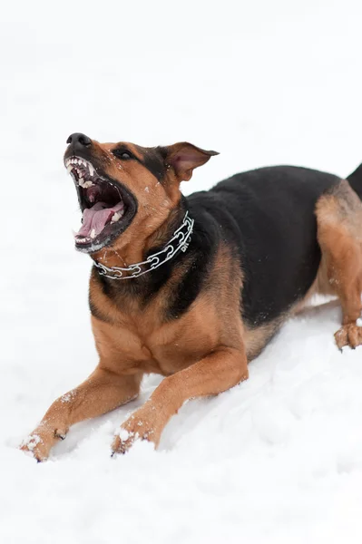 Kızgın köpek dişleri bared ile — Stok fotoğraf