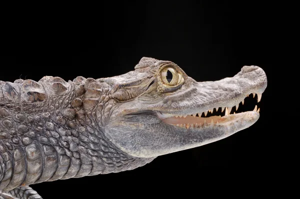 Alligator isoliert auf schwarzem Hintergrund — Stockfoto