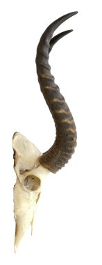 Antilope skull clipart