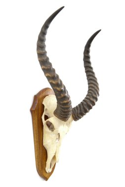 The skull of a big Kob on a wooden plate - a hunter's trophy clipart