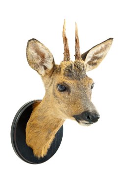 Roe deer trophy clipart