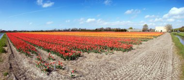 Endless tulips clipart