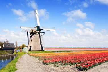 Typical, archetypal Dutch scene with a windmill and endless flower beds with tulips, daffodils, hyacinths and a small canal clipart