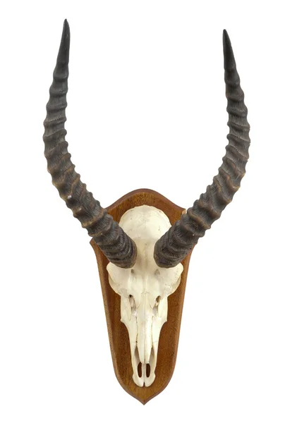 Cráneo Gran Kob Plato Madera Trofeo Cazador —  Fotos de Stock