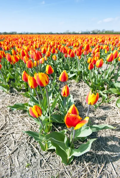 Miliony Červené Žluté Tulipány Květinovém Záhonu Nedaleko Keukenhofu Nizozemsko — Stock fotografie