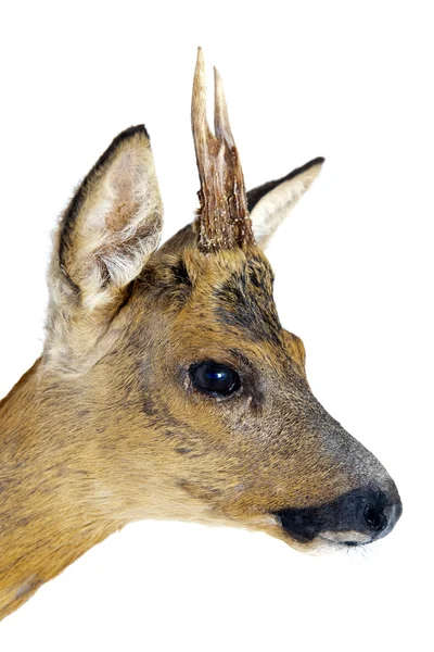 Porträtt Ung Rådjur Med Små Spetsiga Horn — Stockfoto