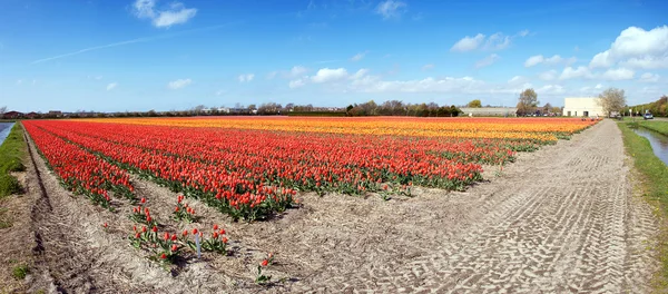 Nekonečné tulipány — Stock fotografie