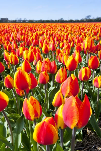 Tulip flower bed — Stock Photo, Image