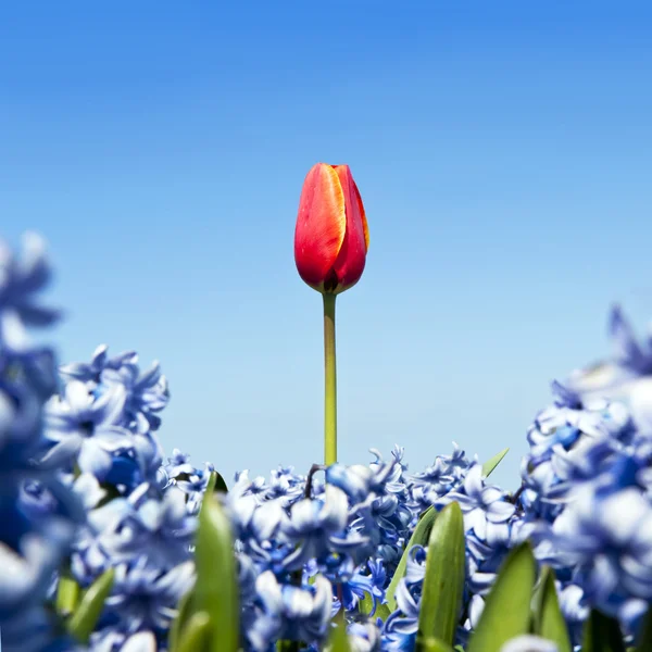 stock image Single tulip