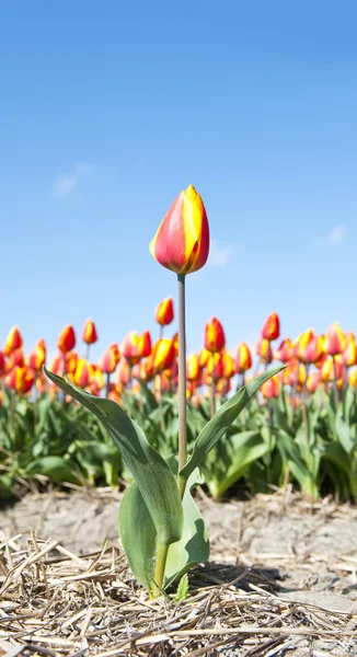 Jeden Tulipán Záhonu Pozadí — Stock fotografie
