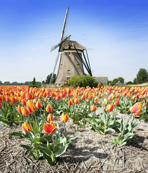 Větrný mlýn a tulipány — Stock fotografie
