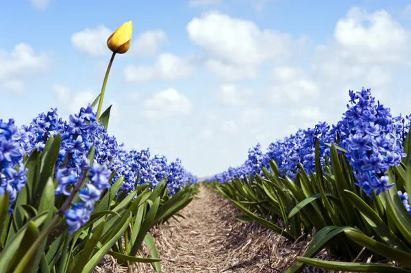 Tulip and Hyacinths — Stock Photo, Image